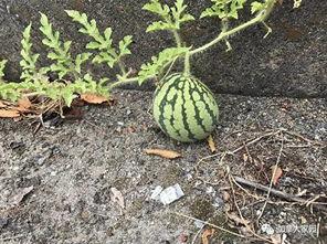 网红第一手吃瓜,第一手吃瓜，带你领略幕后风云