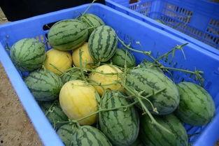 琼海网红吃瓜群微信