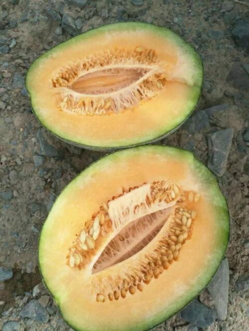 中卫网红吃瓜视频,揭秘当地美食与趣闻