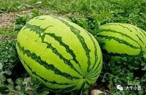 中卫网红吃瓜视频,揭秘当地美食与趣闻