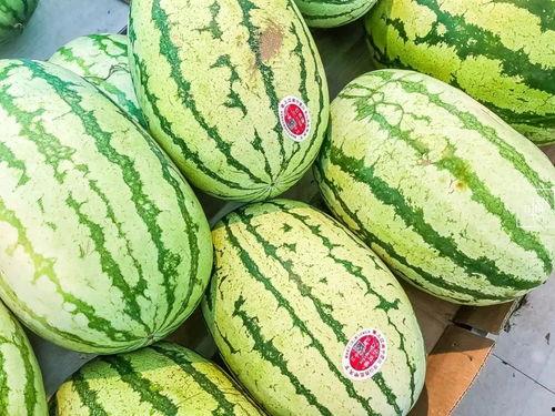 中卫网红吃瓜视频,揭秘当地美食与趣闻