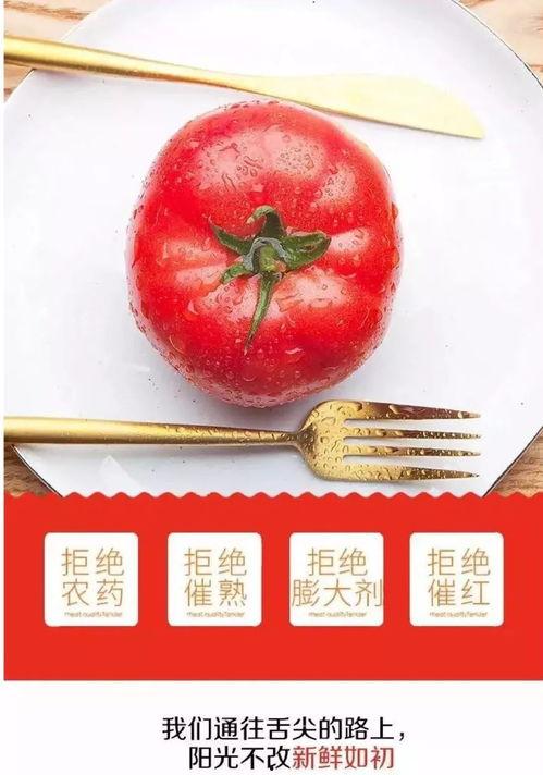 西红柿网红吃瓜