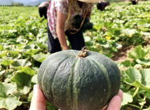 吃瓜网红 图片高清壁纸