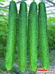 5.1吃瓜官网地址是什么,畅享最新瓜子的天堂