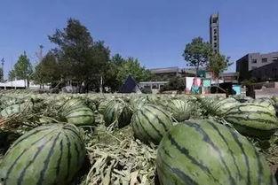 吃瓜网61,揭秘娱乐圈背后的那些事儿