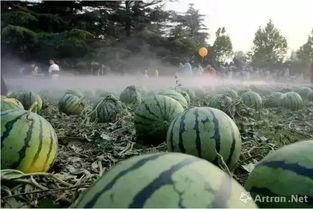 吃瓜网61,揭秘娱乐圈背后的那些事儿