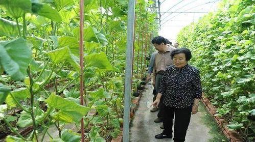 诸暨吃瓜网红事件是真的吗,真相揭秘还是网络炒作？