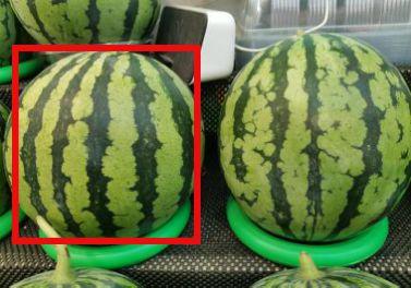 情侣网红拍吃瓜,情侣网红共享吃瓜乐趣