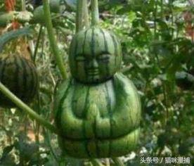 黑吃瓜料网真实吗,真实与否，一探究竟