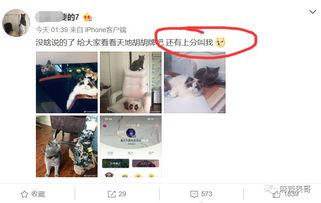 吃瓜网红出轨被爆料,网红出轨风波引爆网络热议