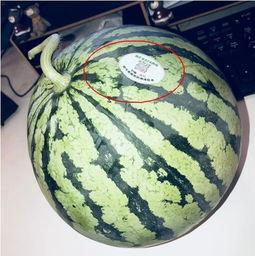 吃瓜哪个网红好看,盘点那些吃瓜网红的绝世容颜