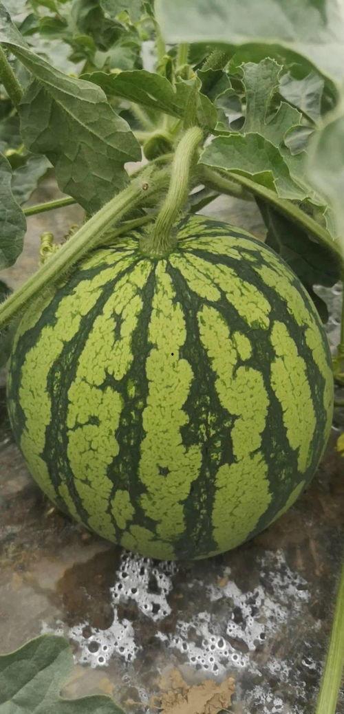 51吃瓜网必看,揭秘娱乐圈最新热点，带你领略幕后真相