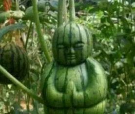 太仓网红吃瓜事件真相,揭秘背后真相与反思