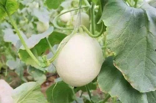 太仓网红吃瓜事件真相,揭秘背后真相与反思