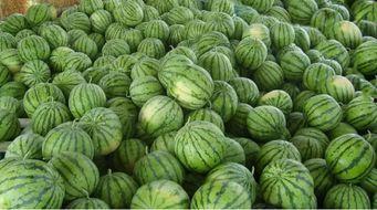 安徽网红八卦吃瓜,揭秘吃瓜群众的狂欢盛宴