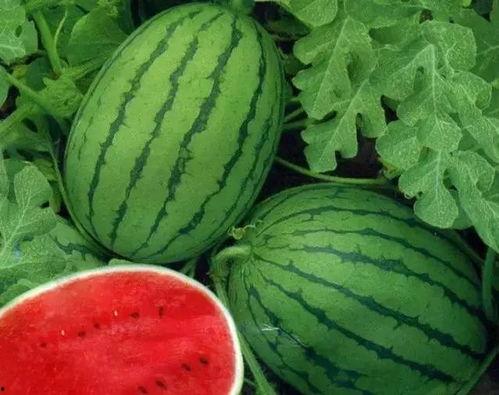 黑网料网免费吃瓜在线看,免费吃瓜在线看背后的真相