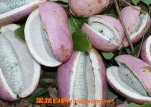 吃八月瓜的贵州网红,八月瓜的独特魅力