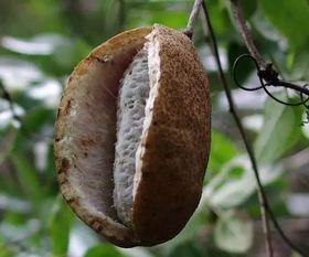 吃八月瓜的贵州网红,八月瓜的独特魅力