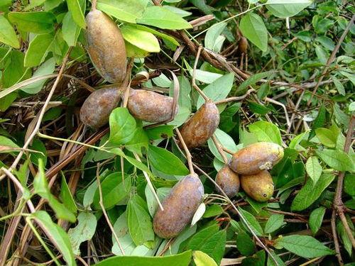 吃八月瓜的贵州网红,八月瓜的独特魅力