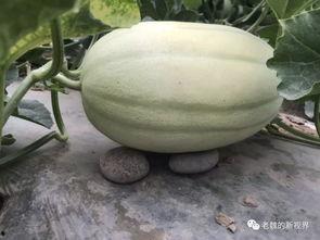 去什么地方找吃瓜网,探寻全国各地的“吃瓜网”美食之旅