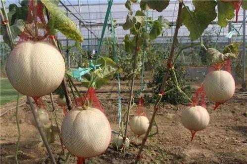 网红湾湾吃瓜,揭秘网红圈背后的那些事儿