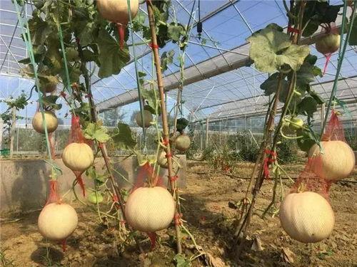 网红湾湾吃瓜,揭秘网红圈背后的那些事儿