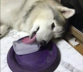 重生之我不是舔狗吃瓜网,我不是舔狗，我是人生赢家！