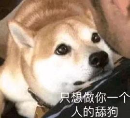 重生之我不是舔狗吃瓜网,我不是舔狗，我是人生赢家！