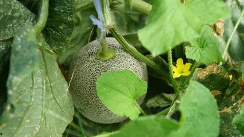 甘肃陇南网红炎阳吃瓜