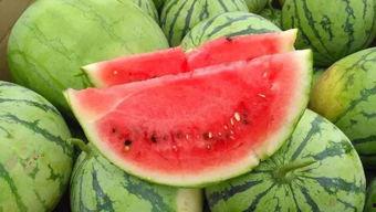 甘肃陇南网红炎阳吃瓜