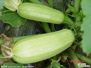 杭州吃瓜事件网红叫什么,网红“瓜王”引发全网热议