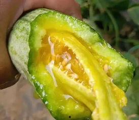 网红学霸吃瓜图片,揭秘学霸日常趣味一面