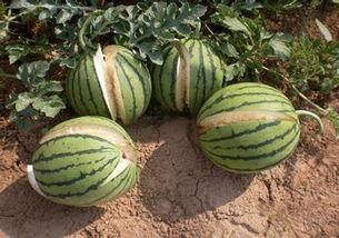 徐州网红周丽珊吃瓜,揭秘幕后真相与网友热议