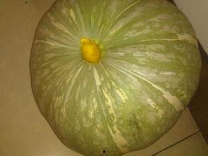 吃瓜都是哪个网红啊,揭秘“吃瓜群众”背后的网红传奇