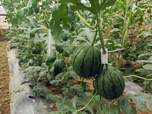 小瓜吃料最新入口官网