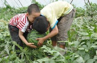 固始网红吃瓜事件是怎么回事,揭秘背后真相与网络舆论风暴