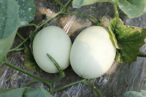 蘑菇吃瓜官网,揭秘美食新潮流