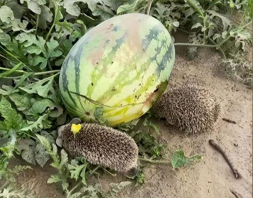 专门吃网红瓜的群聊名称,群聊名称背后的热门话题与幕后故事