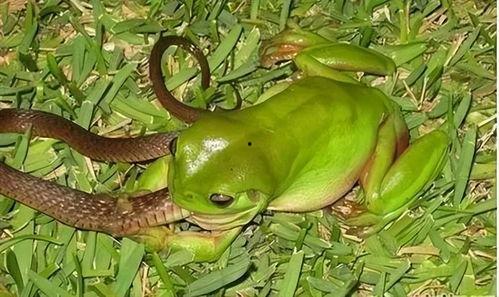 盘点网红青蛙吃瓜,趣味横生引发网友热议