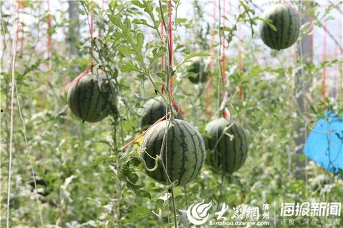 泰安网红吃瓜事件视频,一场网络热议的幕后真相揭秘