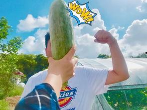 哪里的网红吃瓜,揭秘娱乐圈幕后真相