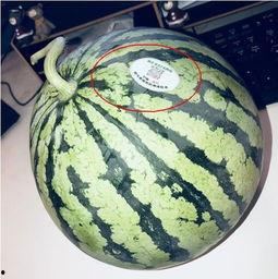 网红吃瓜中国,揭秘网络红人的幕后故事