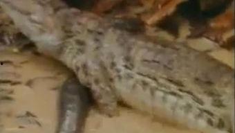 网红吃瓜鳄鱼视频大全,惊险刺激视频大盘点