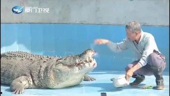 网红吃瓜鳄鱼视频大全,惊险刺激视频大盘点