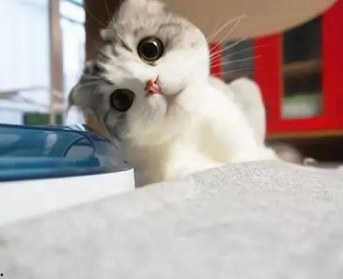 一起作业网头像吃瓜猫,一起作业网上的神秘萌物