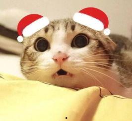 一起作业网头像吃瓜猫,一起作业网上的神秘萌物