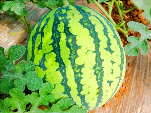 17ciii吃瓜网,热门话题背后的真相与趣味