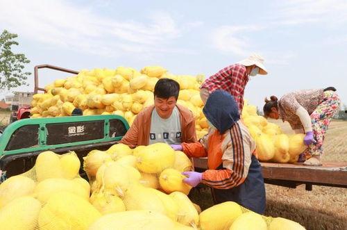 宿州吃瓜网红事件,网络舆论的风暴与反思