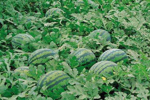 吃瓜八卦网红名字大全集,吃瓜八卦名字大全集