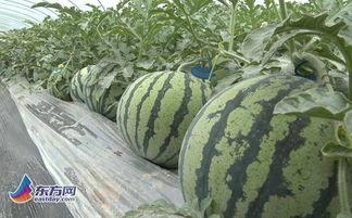 吃瓜网社会瓜网红瓜,揭秘社会瓜网红瓜，带你领略热点事件背后的真相